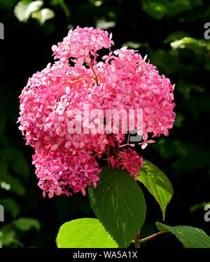 Libre d'un capitule d'Hydrangea Annabelle Rose. Banque D'Images