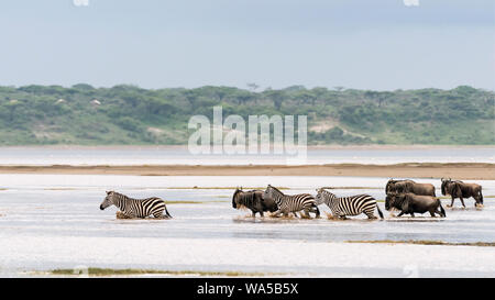 Suivez le guide, des zèbres et des gnous sur la grande migration, le lac Ndutu Serengeti, Tanzanie, Banque D'Images