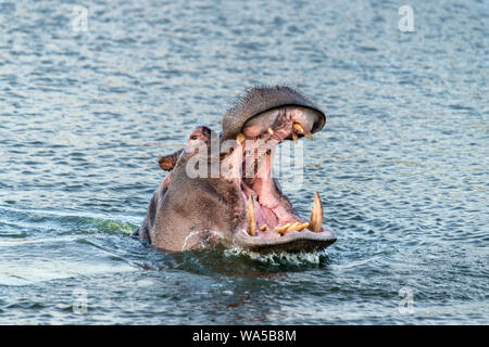 Hippo avec large bouche ouverte, Ngala, Afrique du Sud Banque D'Images