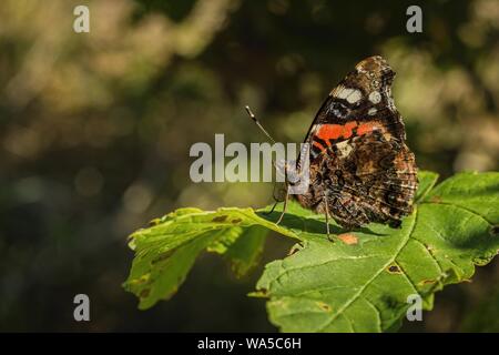 Vue de côté de l'amiral rouge avec papillon orange, blanc, noir et marron ailes fermées assis sur feuille verte sur une journée ensoleillée. Banque D'Images