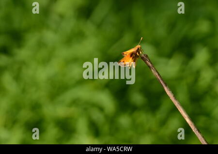 Haut fil acte : un beau papillon danse le long de la tige de la branche d'un buisson. Banque D'Images