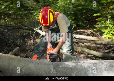Bûcheron travaillant dans la forêt Banque D'Images