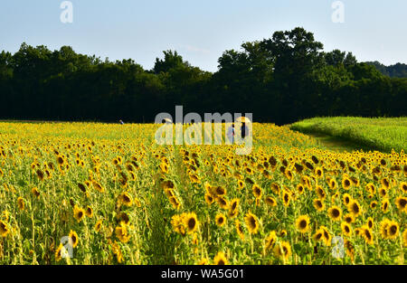 Un champ apparemment sans fin de fleurs jaune radiant façonner ce paysage. Banque D'Images