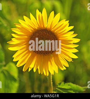 Une vue rapprochée d'une fleur simple. Banque D'Images