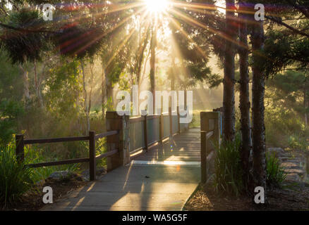 La lumière du soleil du matin à travers les arbres, sur un sentier et le pont dans une forêt Banque D'Images