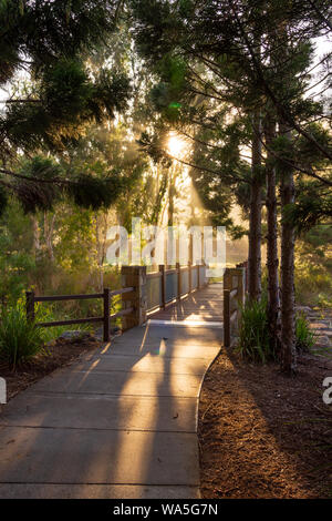 La lumière du soleil du matin à travers les arbres, sur un sentier et le pont dans une forêt Banque D'Images