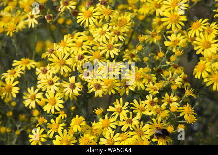 Jakobs-Kreuzkraut Jakobs-Greiskraut oder (Senecio jacobaea), Cadzand, Zélande, Pays-Bas Banque D'Images