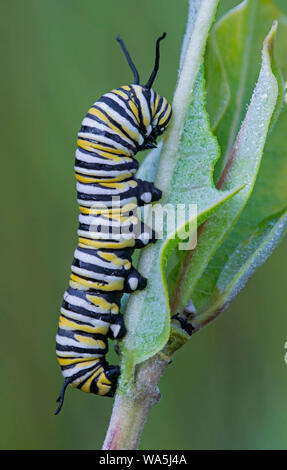 Larve du papillon monarque (Danaus plexippus) se nourrissant de l'Asclépiade commune (Asclepias syriaca), l'Est de l'Amérique, par aller Moody/Dembinsky Assoc Photo Banque D'Images