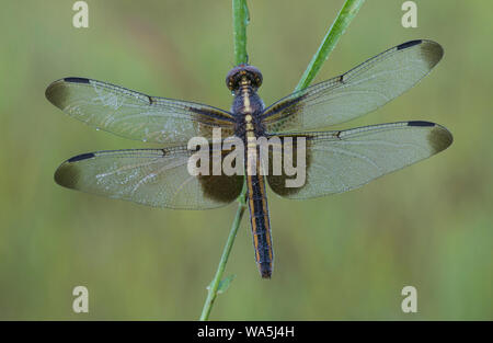 Widow Skimmer dragonfly (Libellula luctuosa), femme, perché sur brin d'herbe, USA, par aller Moody/Dembinsky Assoc Photo Banque D'Images