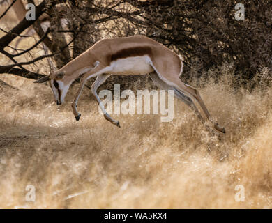 Springbok s'exécute par le biais de l'herbe sèche, montrant comment elle gots son nom en Namibie Banque D'Images