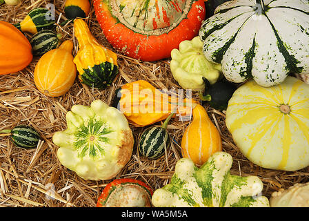 Les courges décoratives différentes sur market Banque D'Images