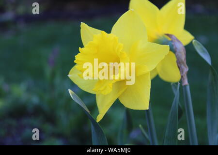 Jonquilles en fleur jaune - Partie 1 Banque D'Images