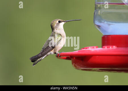 Un large-tailed Hummingbird est alerte comme il est assis sur un chargeur Banque D'Images