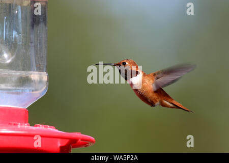 Un mâle Colibri roux passe près de la mangeoire Banque D'Images