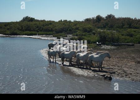 Troupeau de chevaux camarguais blanc en Camargue parc national dans le sud de la France Banque D'Images