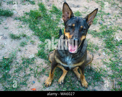 Un chien assis sur le plancher avec les yeux contact Banque D'Images