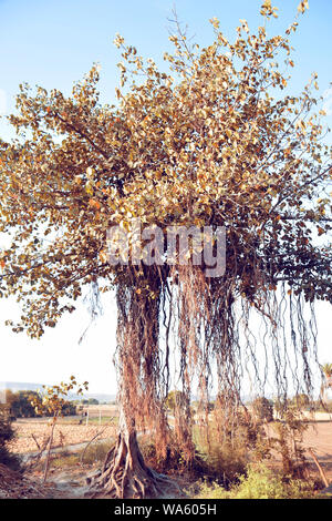 Un grand tronc d'arbre de banian avec de plus en plus grand ciel blanc Banque D'Images