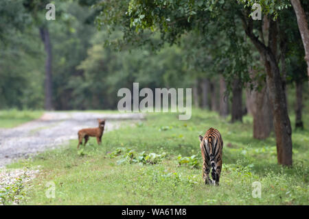 Un Dhole mène un tigre à l'écart de son pack Banque D'Images