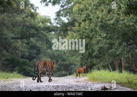 Un Dhole mène un tigre à l'écart de son pack Banque D'Images