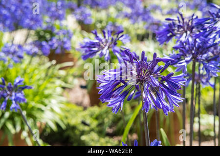 Agapanthus Midnight Star, dans le jardin de fleurs de mauve Banque D'Images