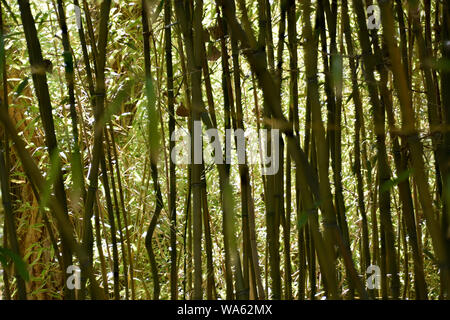 Forêt de bambous Jardin japonais Banque D'Images