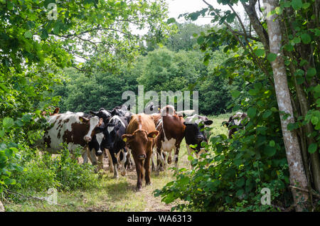 Sur un troupeau de bovins dans un sentier encombré un écrin de verdure à l'île de Oland en Suède Banque D'Images