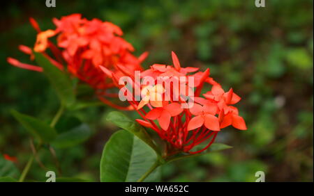 L'établissement Aroma orange blossom dans jardin, selective focus Banque D'Images