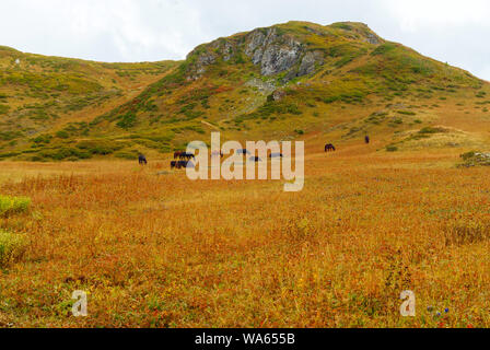 Troupeau de chevaux brouter librement dans la steppe de montagne sur l'image Banque D'Images