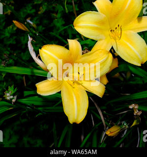 Lily Arbre jaune Banque D'Images