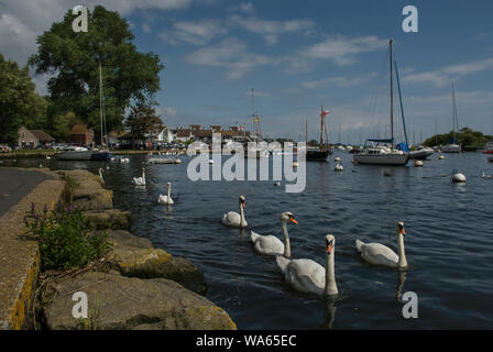 Un bevy de Swans sur la rivière à Christchurch Banque D'Images