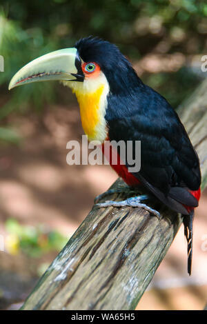 Toucan à ventre rouge assis sur la branche de l'arbre Banque D'Images