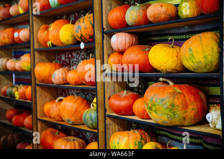 Citrouilles jaune sur l'automne. Banque D'Images