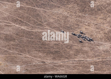 Troupeau d'éléphants de l'antenne de la marche dans les zones arides, la savane sèche, Moremi, Okavango Delta, Botswana Banque D'Images