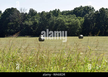 Haybales dans le domaine Banque D'Images