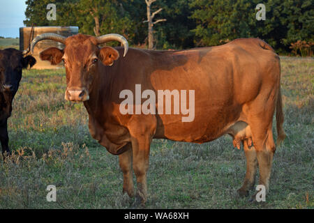 Vache Angus rouge Banque D'Images