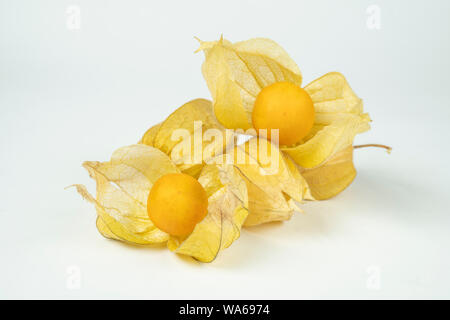 Physalis (Physalis) isolé sur fond blanc Banque D'Images