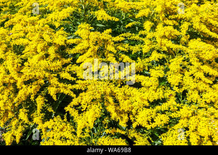 Fleurs jaunes, Goldenrod Solidago 'Trahlenkrone' Banque D'Images