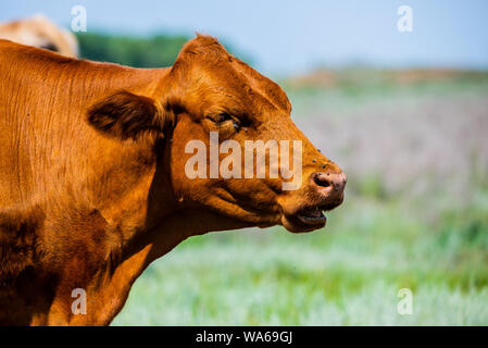 Brun rouge vache blanche à south steppe. Banque D'Images