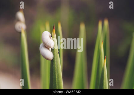 Deux petits escargots sur une plante verte sur une journée ensoleillée dans la Provence, France Banque D'Images
