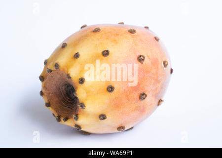 Opuntia Orange isolé sur fond blanc. Chemin de détourage. La profondeur de champ. Banque D'Images