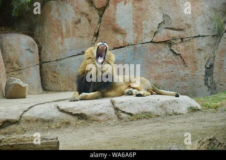 Roi lion fatigué d'avoir un bon bâillement dans San Diego Zoo Banque D'Images