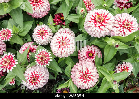 Zinnies fleuries, Zinnia 'Swizzle Cherry and Ivory' Banque D'Images