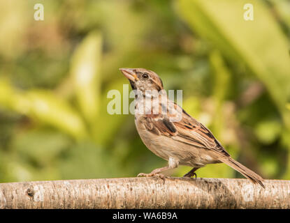 Moineau domestique Passer domesticus, perché sur une branche au soleil dans un jardin anglais en août, l'été 2019 Banque D'Images