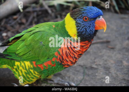 Le dirigeant d'une Rainbow Lorikeet Banque D'Images