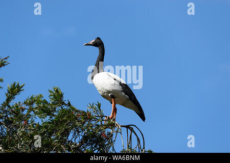 (Anseranas semipalmata Goose Magpie) perchées dans un arbre sur fond de ciel bleu, Currumbin, Gold Coast, Queensland, Queensland, Australie Banque D'Images