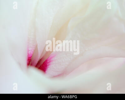 Blanc avec fleur rose rose de Sharon, Hibiscus syriacus macro photographie Banque D'Images