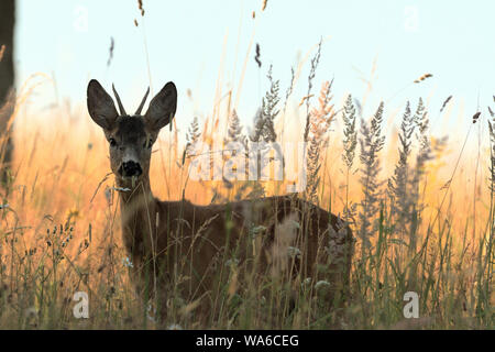 Chef de roe buck dépasse og domaine agricole avec du blé Banque D'Images