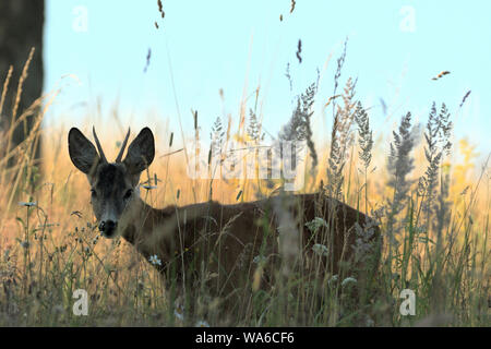 Chef de roe buck dépasse og domaine agricole avec du blé Banque D'Images