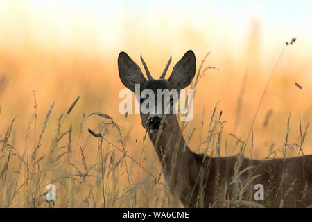 Chef de roe buck dépasse og domaine agricole avec du blé Banque D'Images