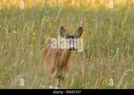 Chef de roe buck dépasse og domaine agricole avec du blé Banque D'Images